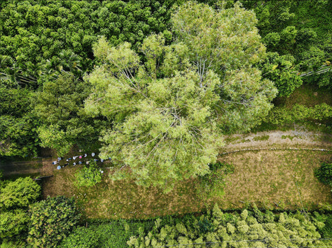 中部場域租借 · 僻靜空間· 森林秘境