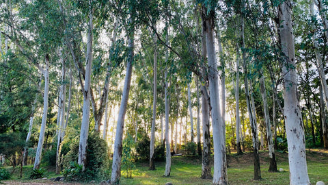 中部場域租借 · 僻靜空間· 森林秘境