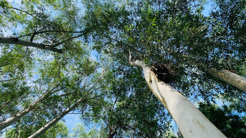 中部場域租借 · 僻靜空間· 森林秘境