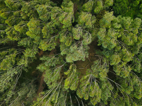 中部場域租借 · 僻靜空間· 森林秘境